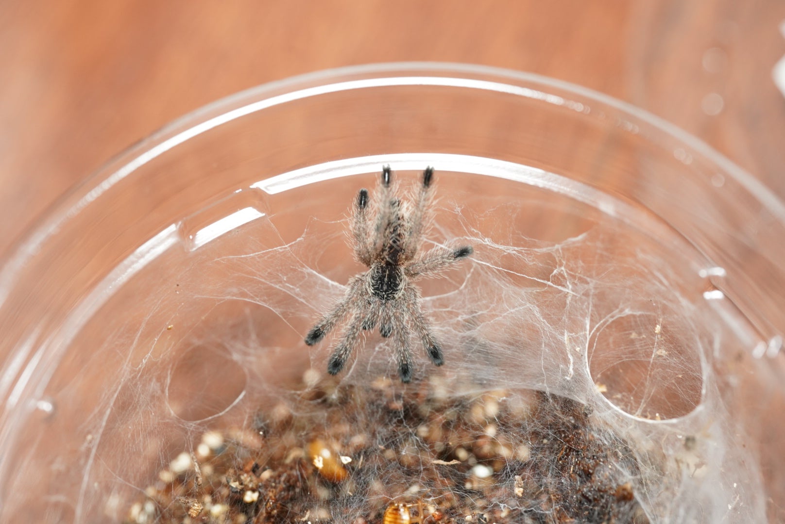 メタリックピンクトゥタランチュラ（白毛） 🔥 アンティルピンクトゥー・タランチュラ : r/NatureIsFuckingLit