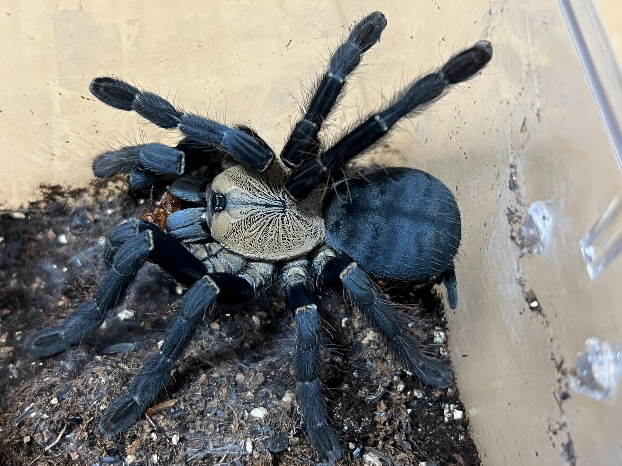 初心者お勧め第一位】グリーンボトルブルー/Chromatopelma cyaneopubescens | 奇蟲屋 榊（タランチュラ通販店）