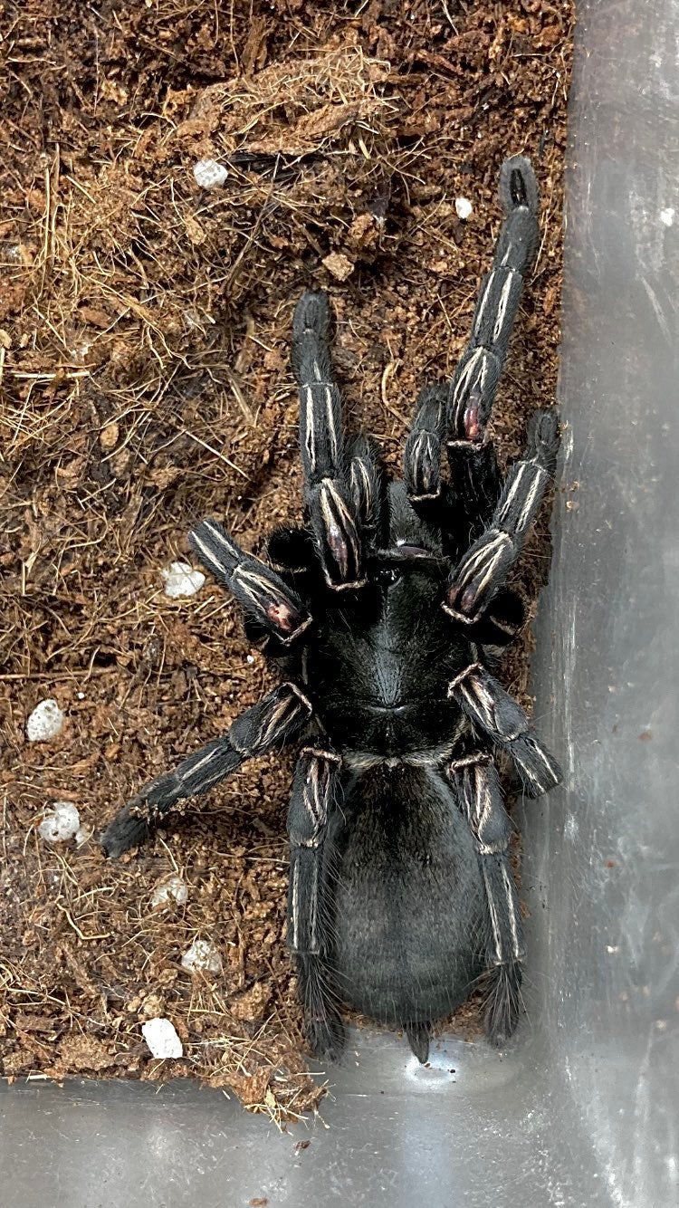 青の女王】グーティサファイアオーナメンタル/Poecilotheria metallica | 奇蟲屋 榊（タランチュラ通販店）