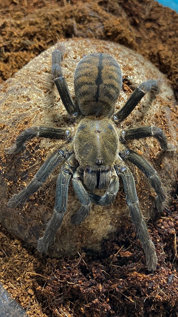 亜成体】タイゼブラレッグ/Cyriopagopus albostriatus 1匹