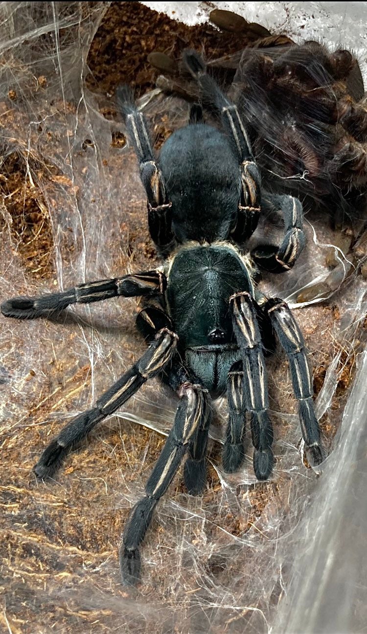 青の女王】グーティサファイアオーナメンタル/Poecilotheria metallica | 奇蟲屋 榊（タランチュラ通販店）