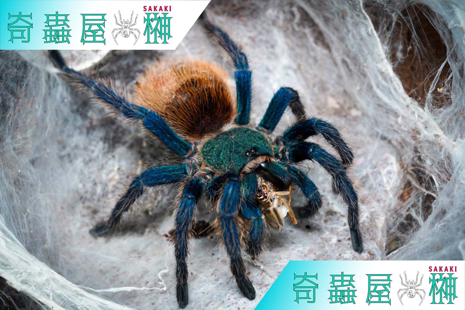 初心者お勧め第一位】グリーンボトルブルー/Chromatopelma cyaneopubescens | 奇蟲屋 榊（タランチュラ通販店）