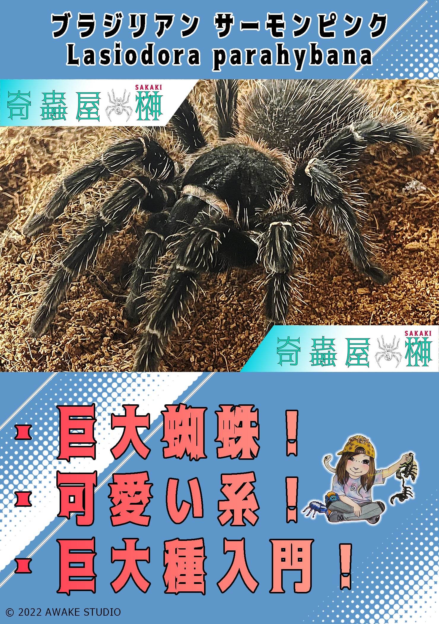 初心者おすすめ】チャコジャイアントゴールデンストライプニー/Grammostola pulchripes | 奇蟲屋 榊（タランチュラ通販店）