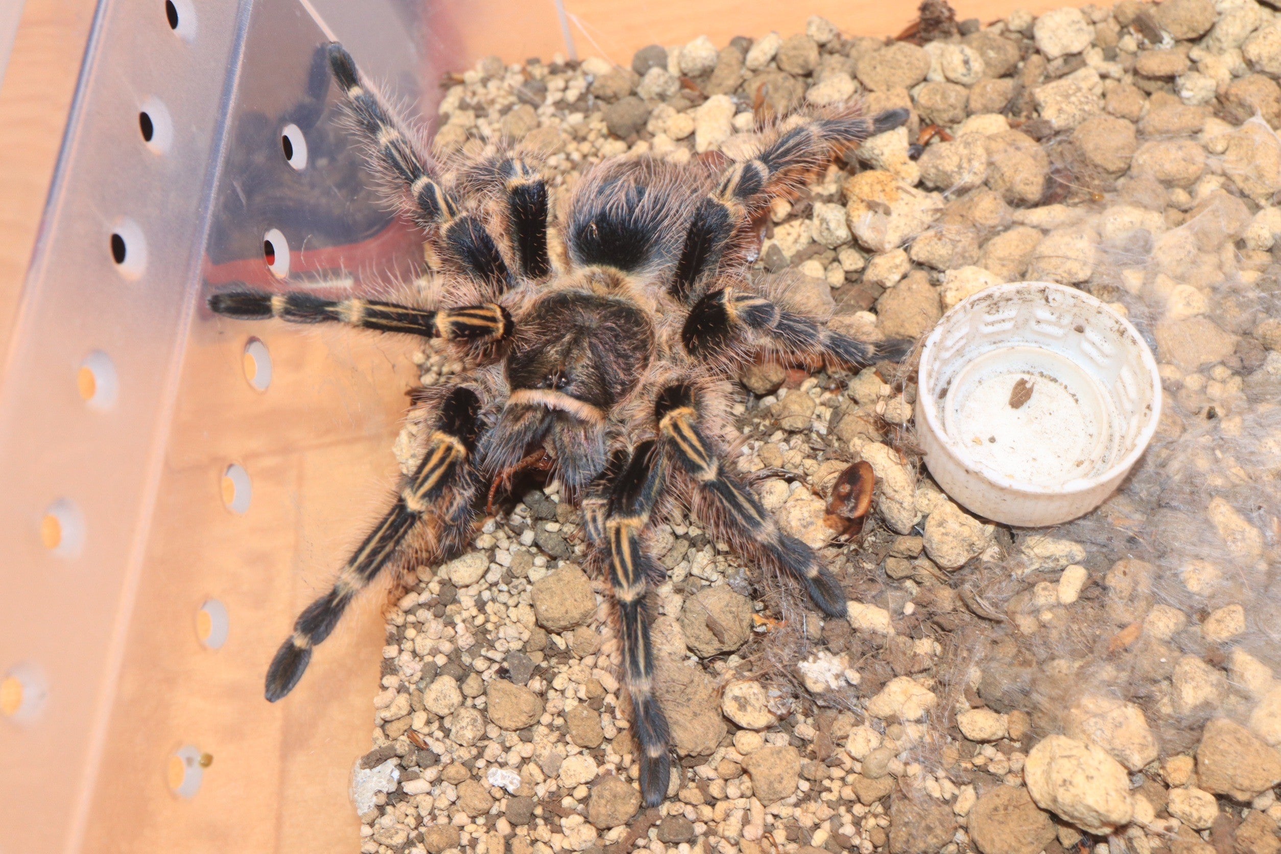 4-4.5cm [死着補有] ブラジリアンブラック【Grammostola オンライン pulchra】タランチュラ