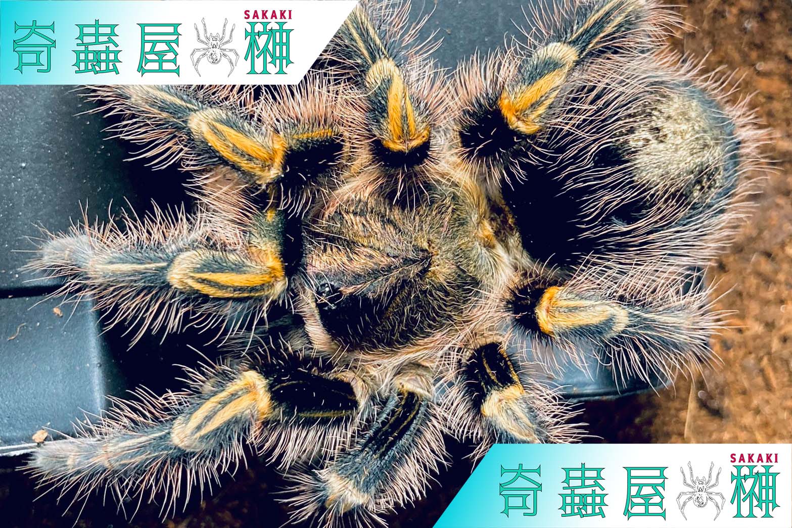 初心者おすすめ】チャコジャイアントゴールデンストライプニー/Grammostola pulchripes | 奇蟲屋 榊（タランチュラ通販店）