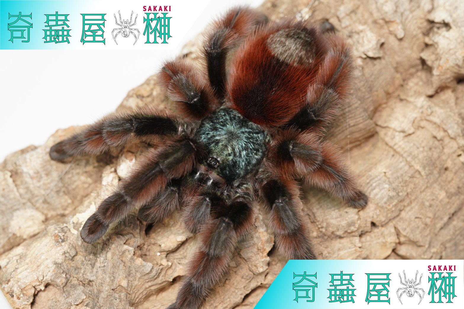 カリブの至宝】アンティルピンクトゥー/Caribena versicolor | 奇蟲屋 