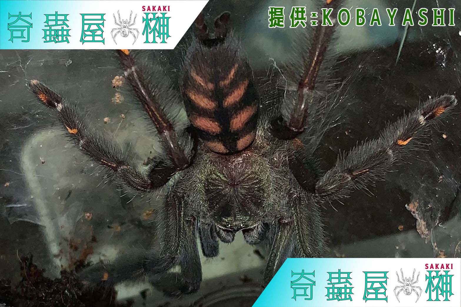 ふわもこエレガント】トリニダードシェブロン/Psalmopoeus cambridgei | 奇蟲屋 榊（タランチュラ通販店）