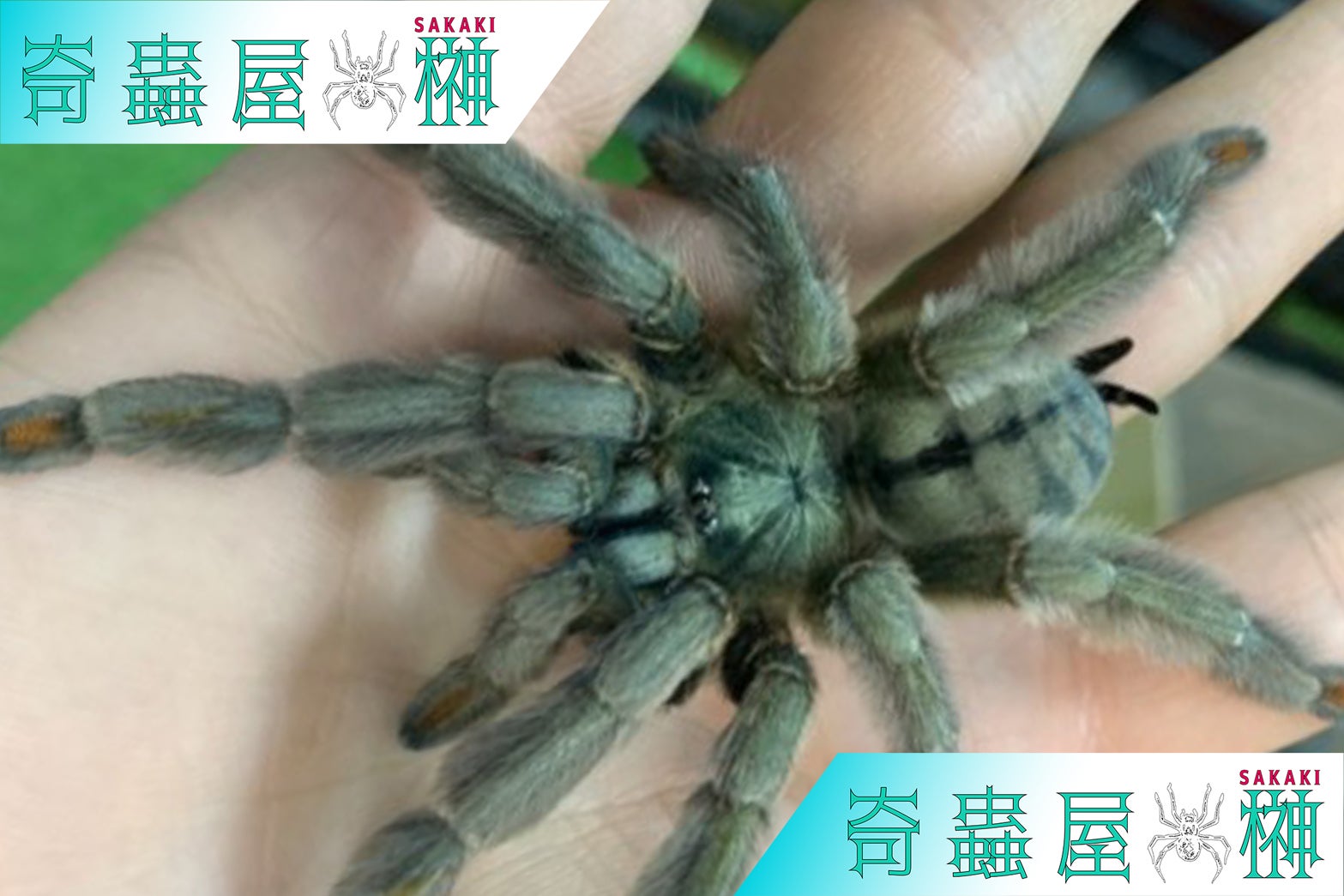 ふわもこエレガント】トリニダードシェブロン/Psalmopoeus cambridgei | 奇蟲屋 榊（タランチュラ通販店）