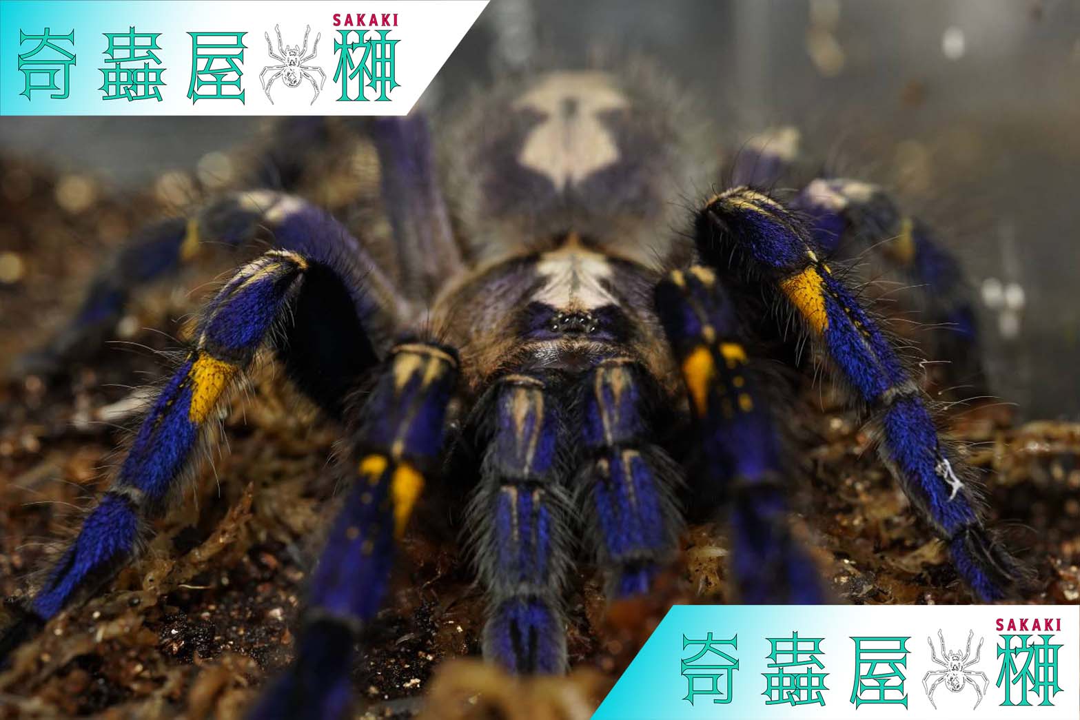 Poecilotheria（ポエキロテリア）属の飼育方法 | 奇蟲屋 榊（タランチュラ通販店）