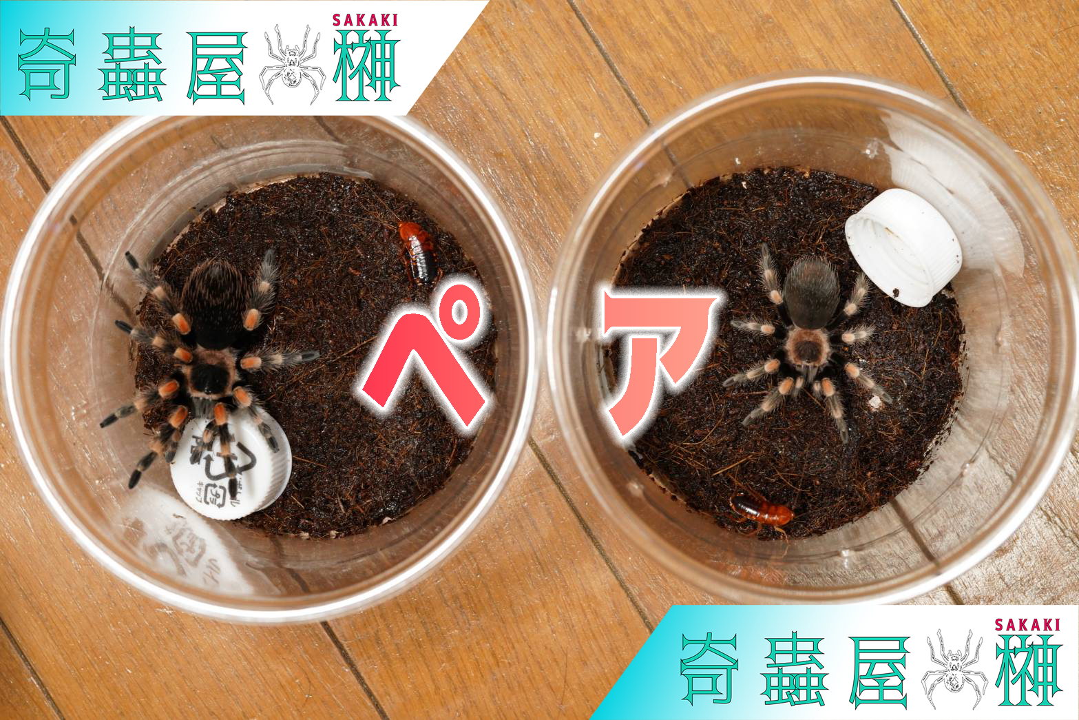 どうぶつの森で見たやつだ!】メキシカンレッドニー/Brachypelma どうぶつの森で見たやつだ!】メキシカンレッドニー/Brachypelma