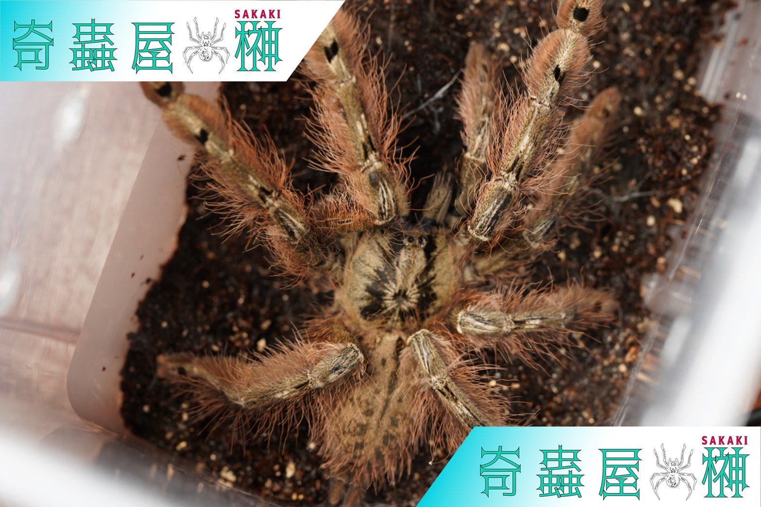 地獄の門番】レッドフェザーレッグバブーン/Stromatopelma calceatum | 奇蟲屋 榊（タランチュラ通販店）