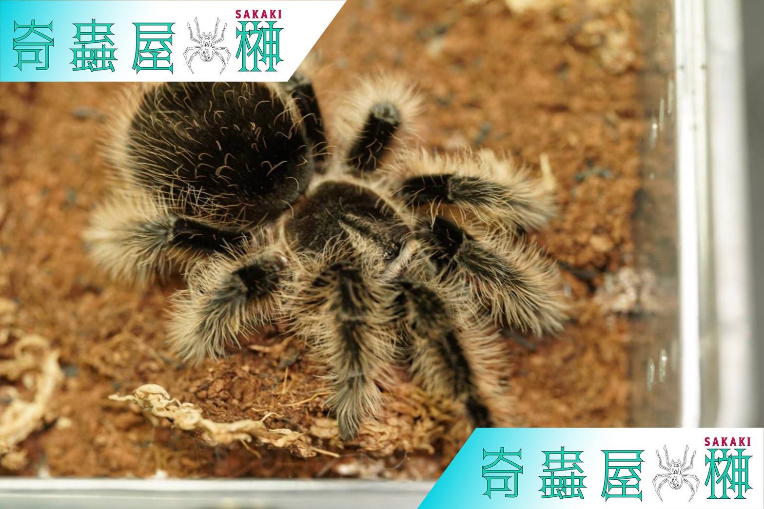 Pamphobeteus（パンフォベテウス）属の飼育方法 | 奇蟲屋 榊（タランチュラ通販店）