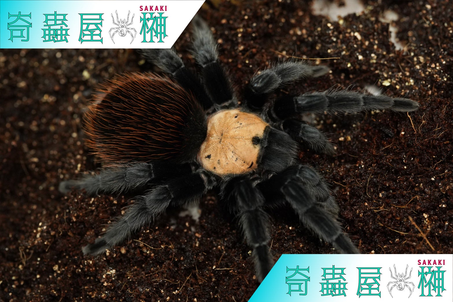 Brachypelma（ブラキペルマ）属の飼育方法 | 奇蟲屋 榊（タランチュラ通販店）