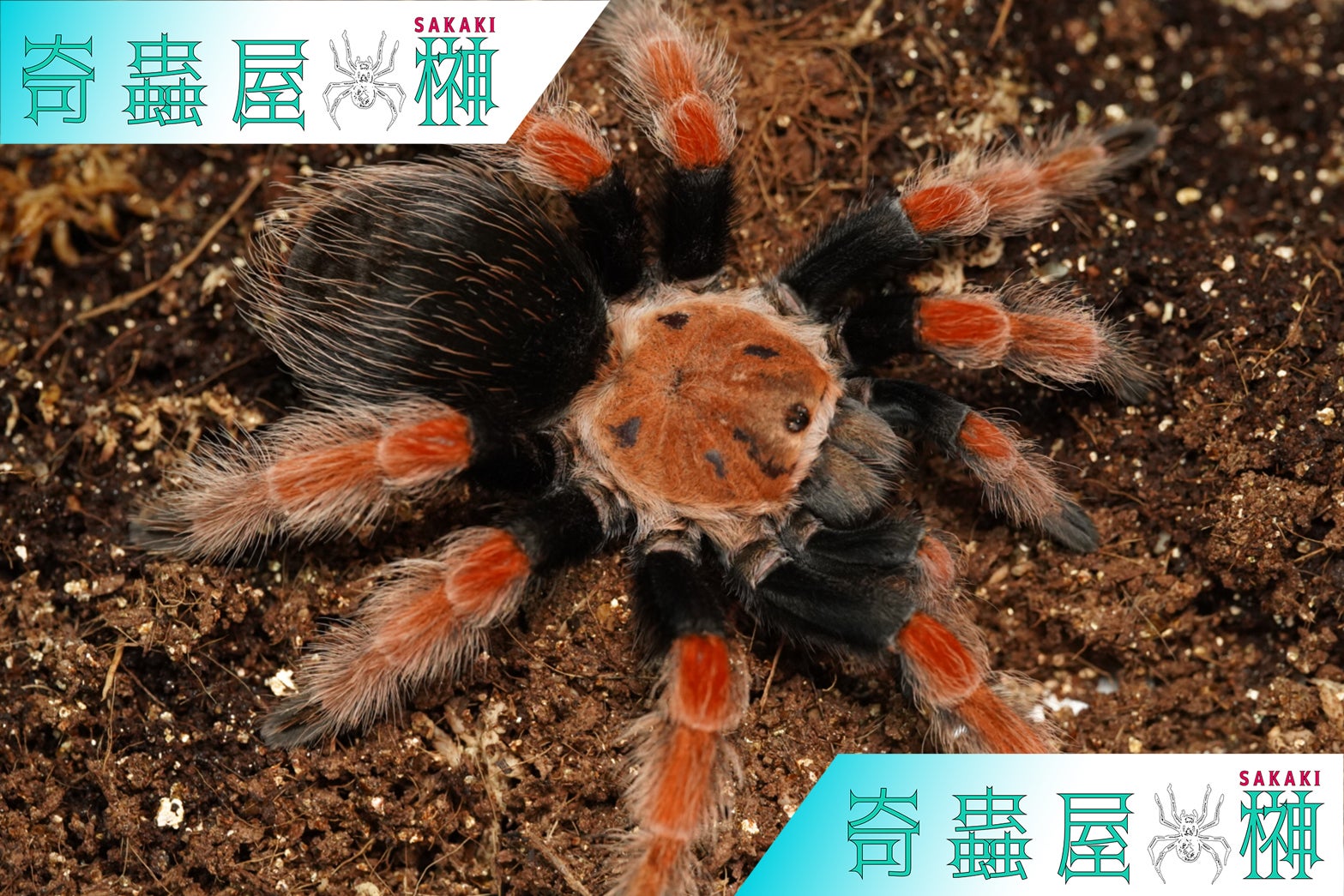 Brachypelma（ブラキペルマ）属の飼育方法 | 奇蟲屋 榊（タランチュラ通販店）