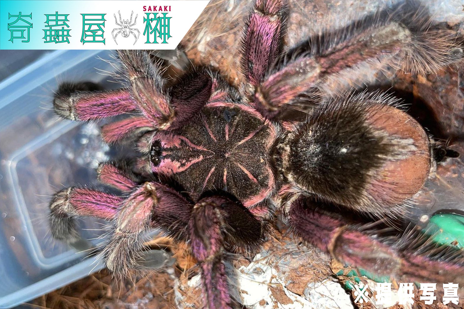 Pamphobeteus（パンフォベテウス）属の飼育方法 | 奇蟲屋 榊 