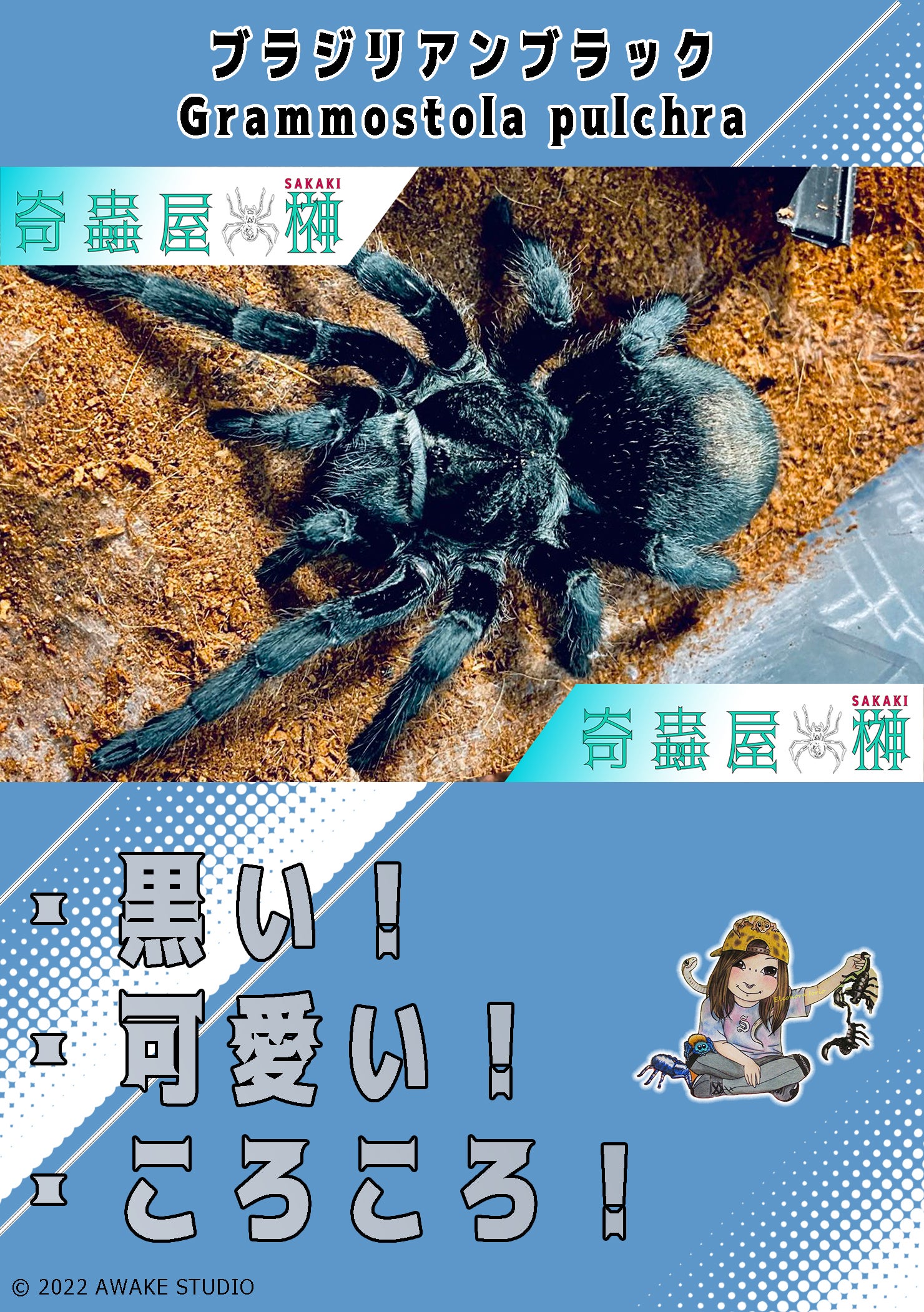 初心者向けタランチュラ5選 | 奇蟲屋 榊（タランチュラ通販店）