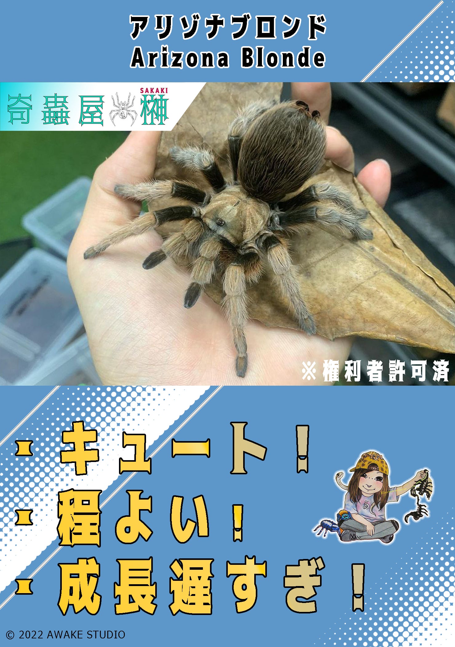 ふわもこエレガント】トリニダードシェブロン/Psalmopoeus cambridgei | 奇蟲屋 榊（タランチュラ通販店）