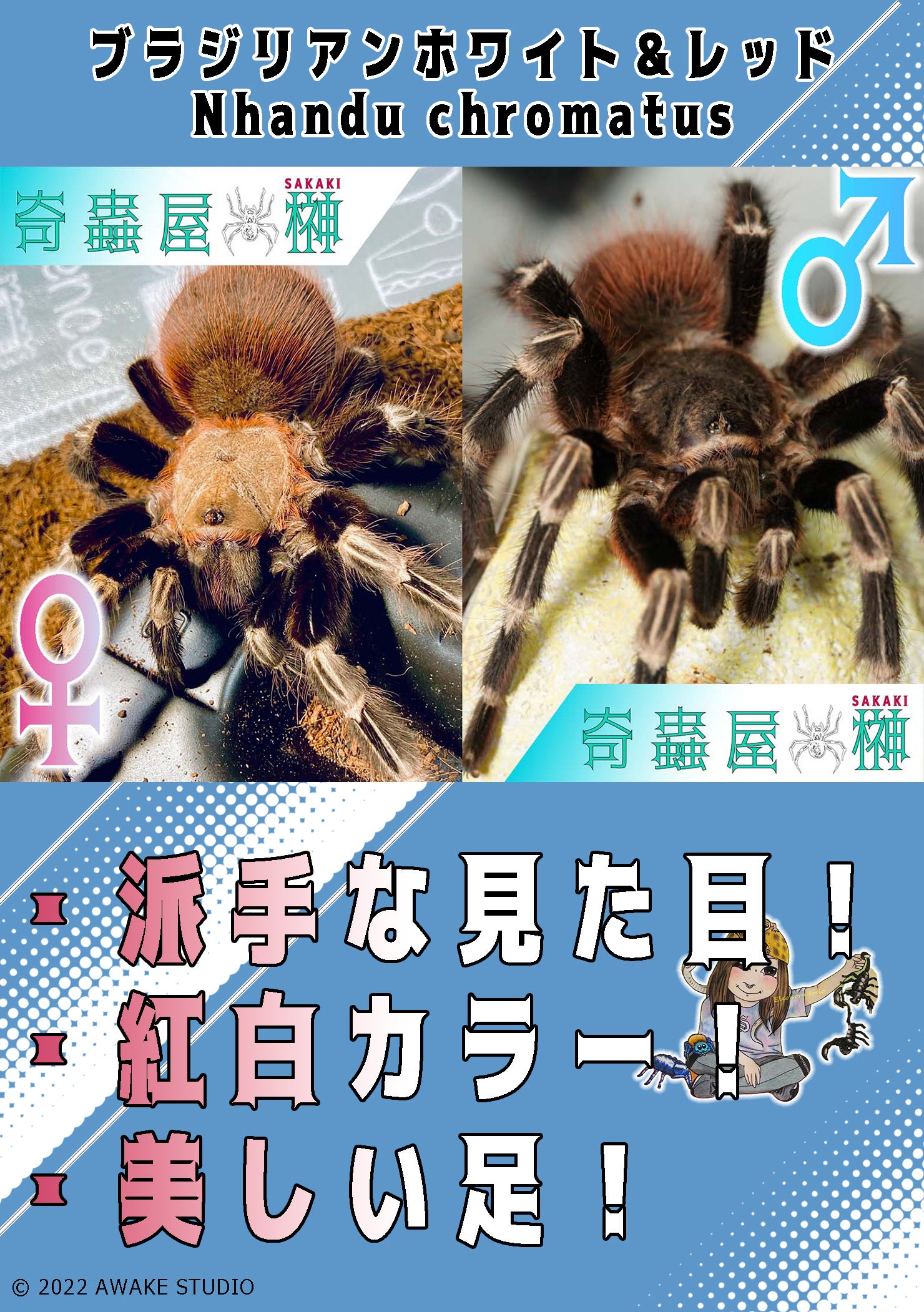 初心者向けタランチュラ5選 | 奇蟲屋 榊（タランチュラ通販店）