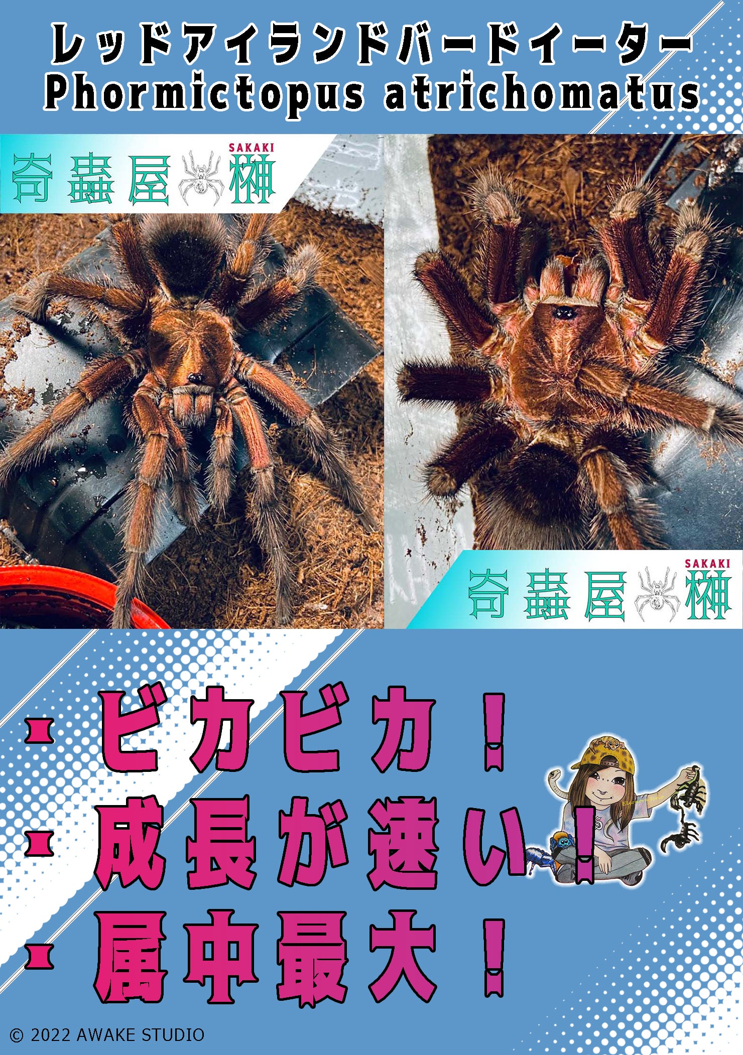 初心者おすすめ】チャコジャイアントゴールデンストライプニー/Grammostola pulchripes | 奇蟲屋 榊（タランチュラ通販店）