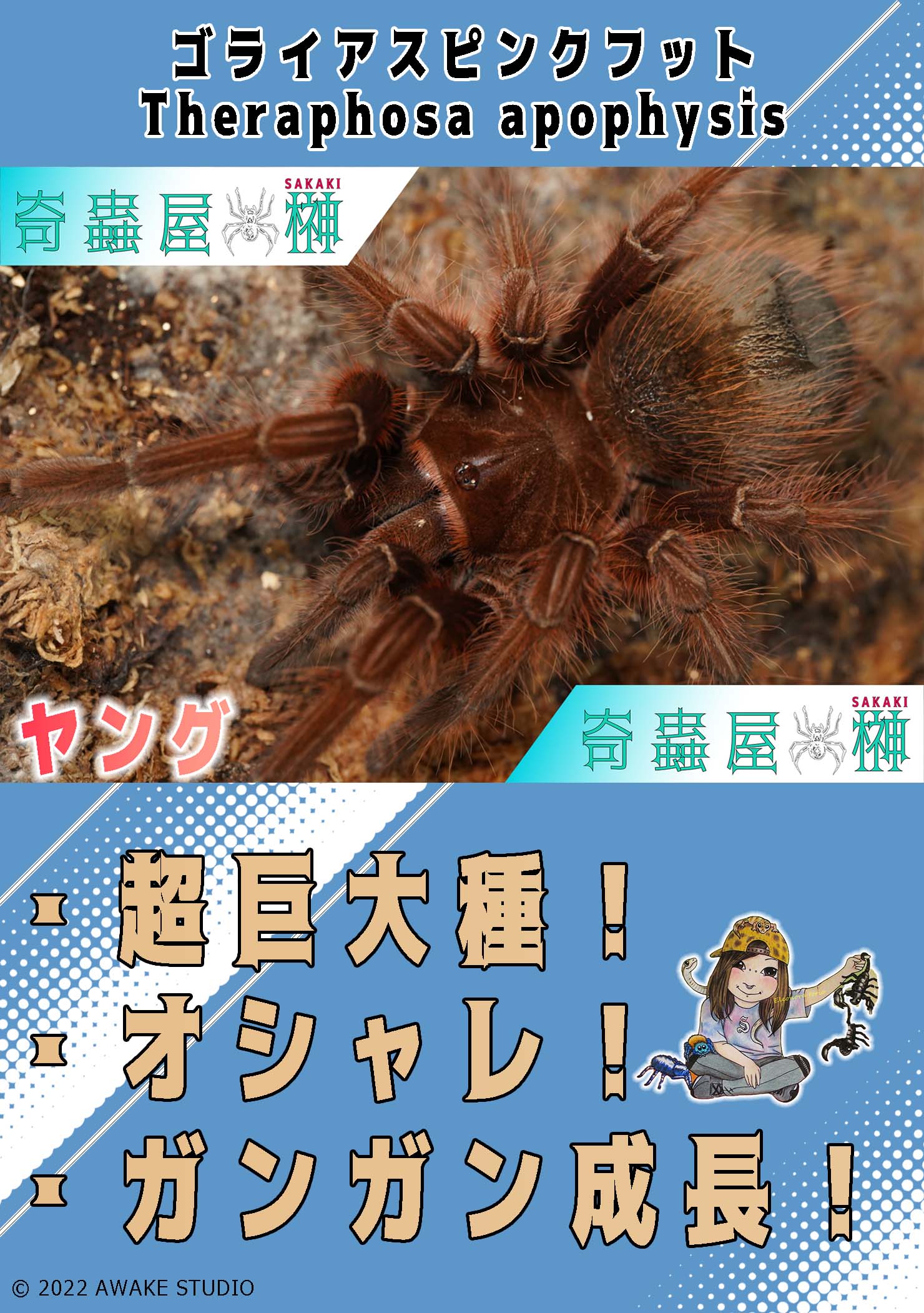 初心者おすすめ】チャコジャイアントゴールデンストライプニー/Grammostola pulchripes | 奇蟲屋 榊（タランチュラ通販店）