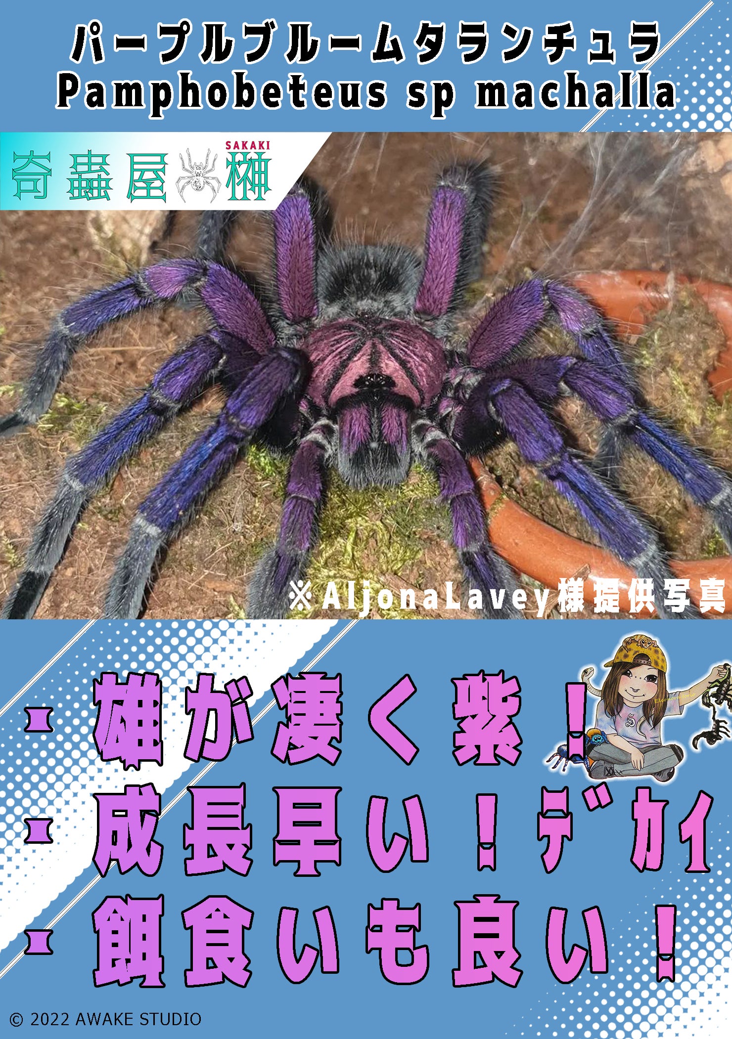 初心者おすすめ】チャコジャイアントゴールデンストライプニー/Grammostola pulchripes | 奇蟲屋 榊（タランチュラ通販店）