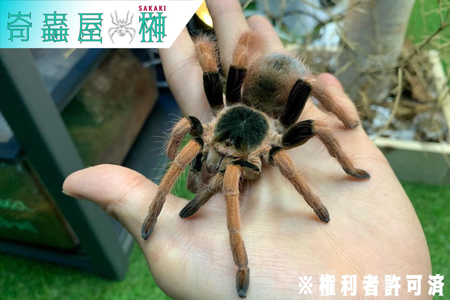 Cyriopagopus（キリオパゴプス）属の飼育方法 | 奇蟲屋 榊（タランチュラ通販店）