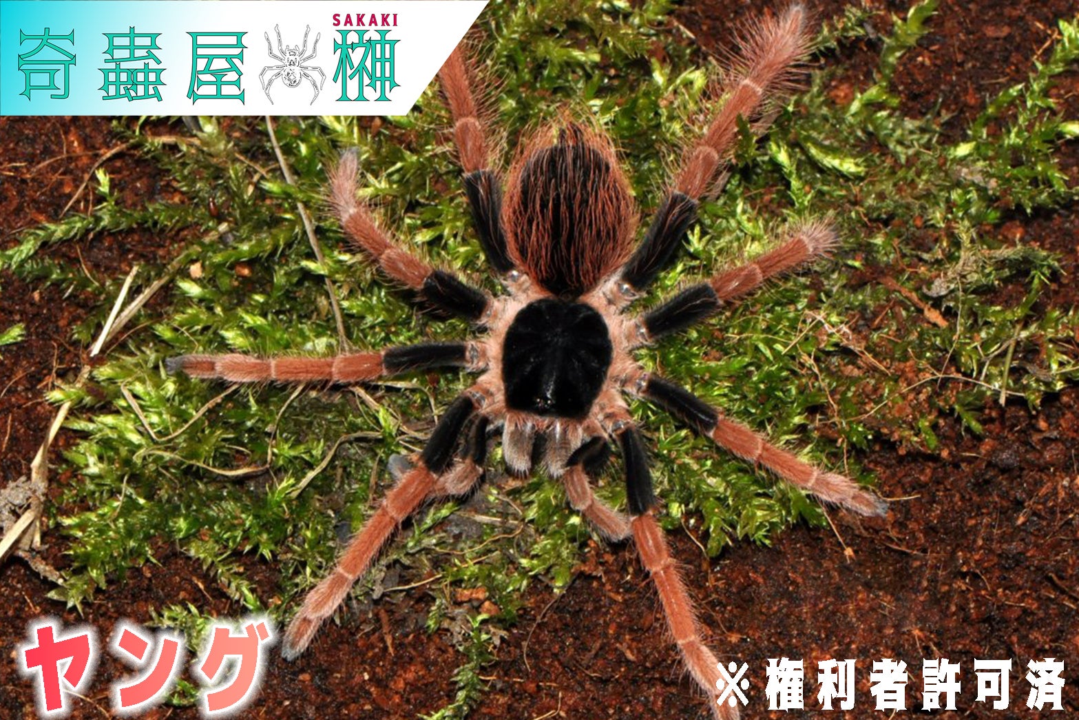 Poecilotheria（ポエキロテリア）属の飼育方法 | 奇蟲屋 榊（タランチュラ通販店）