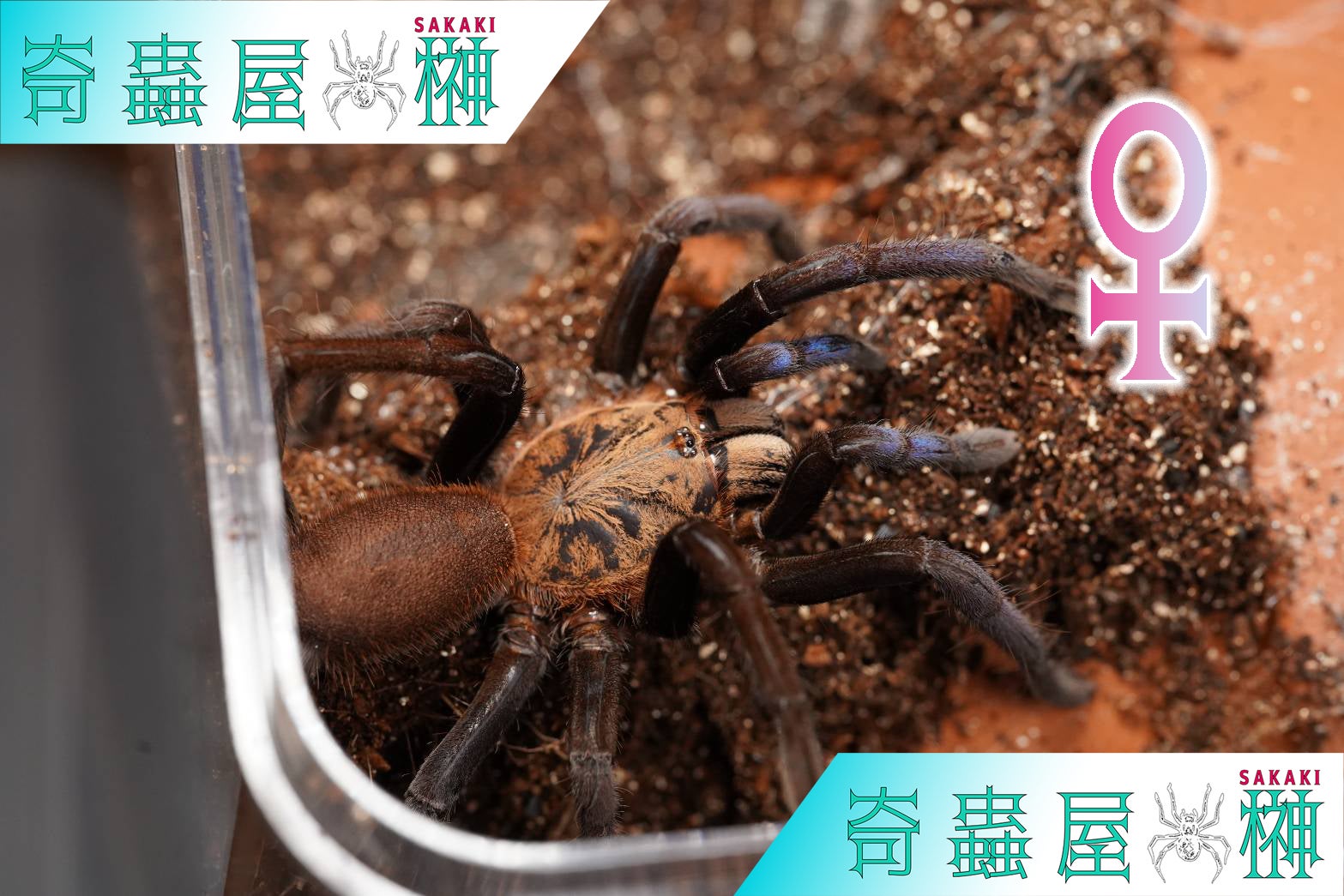 蜘蛛の王者】インディアンオーナメンタル/Poecilotheria regalis | 奇蟲屋 榊（タランチュラ通販店）