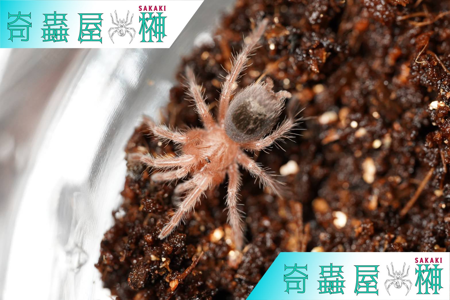タランチュラの飼育方法【幼体編】 | 奇蟲屋 榊（タランチュラ通販店）