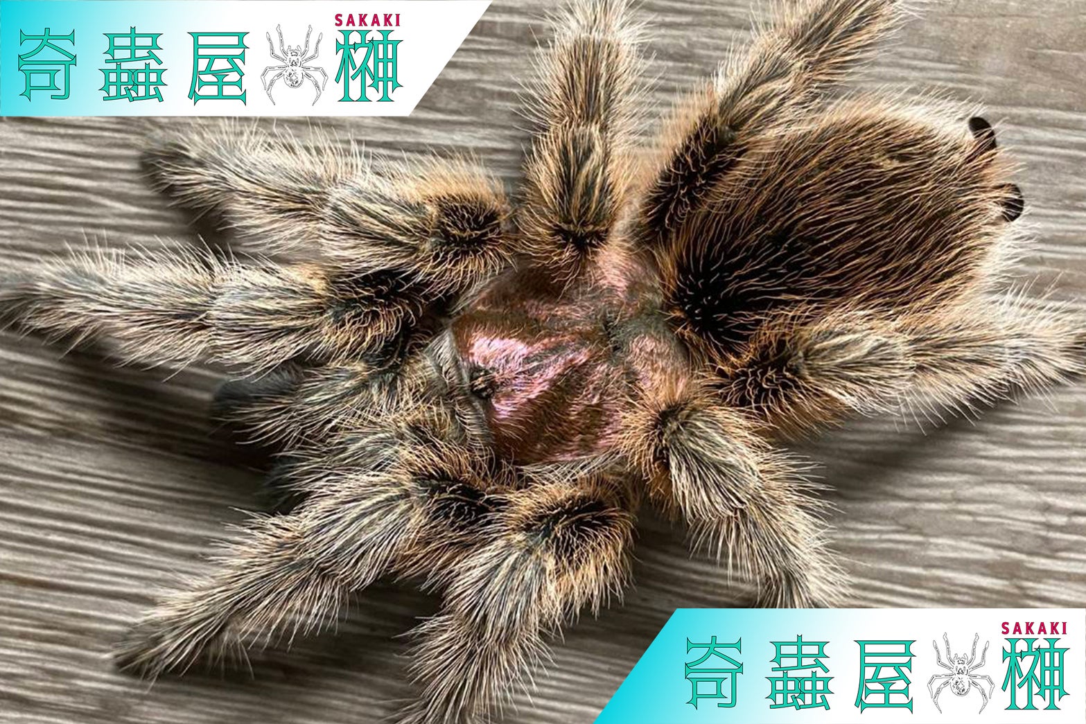 Grammostola（グラモストラ）属の飼育方法 | 奇蟲屋 榊