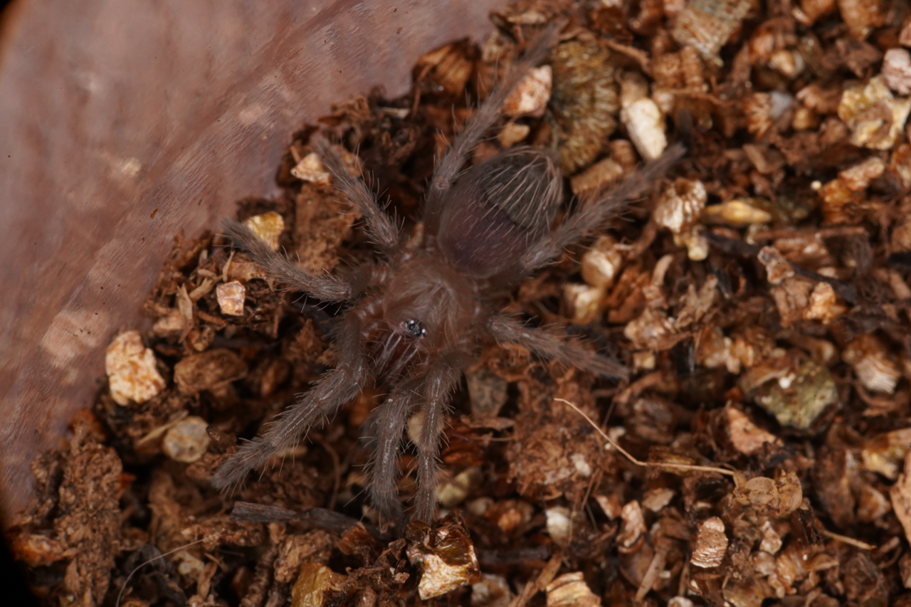 アフォの王様？】テキサスタン/Aphonopelma anax | 奇蟲屋 榊（タランチュラ通販店）