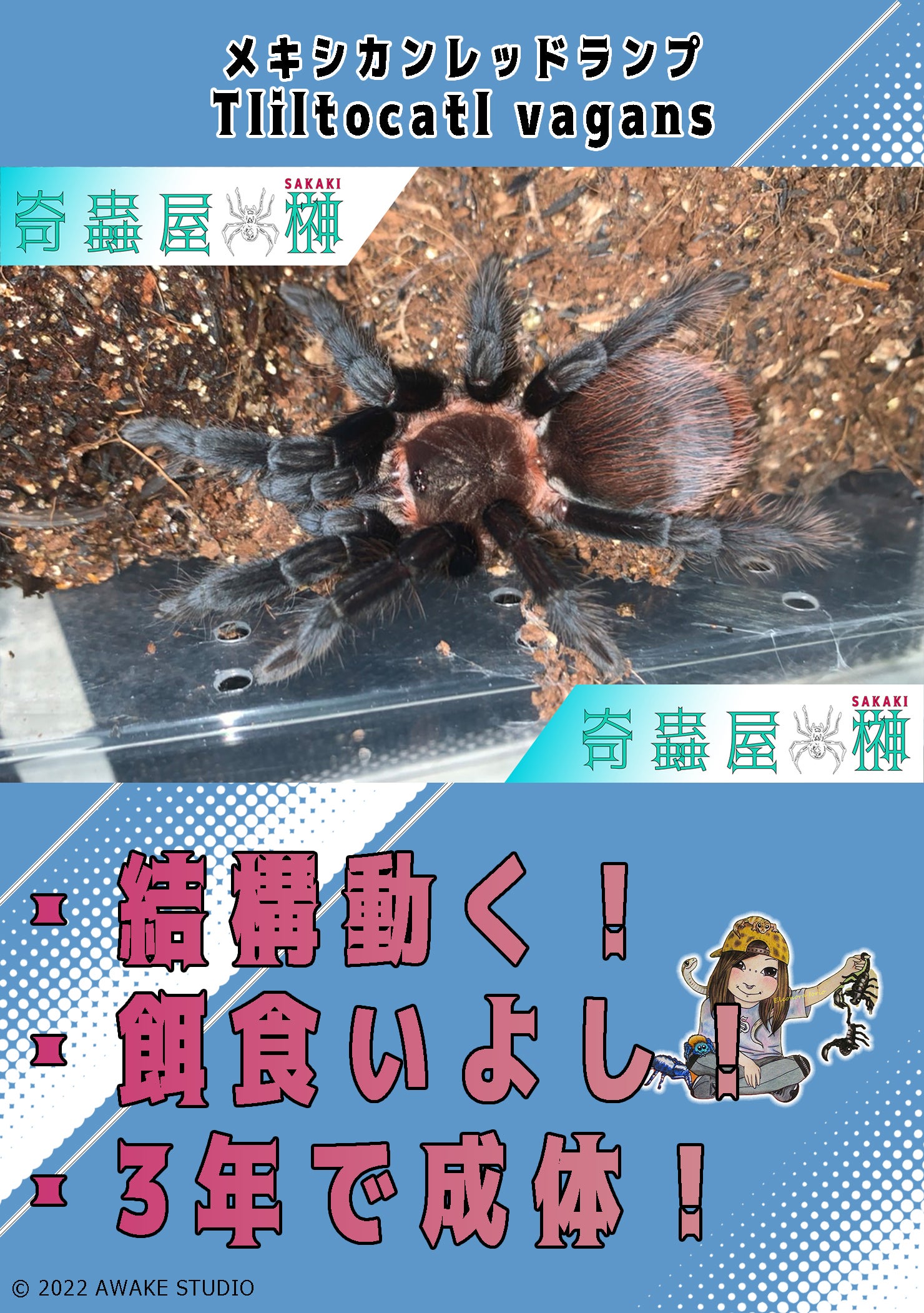 初心者おすすめ】チャコジャイアントゴールデンストライプニー/Grammostola pulchripes | 奇蟲屋 榊（タランチュラ通販店）