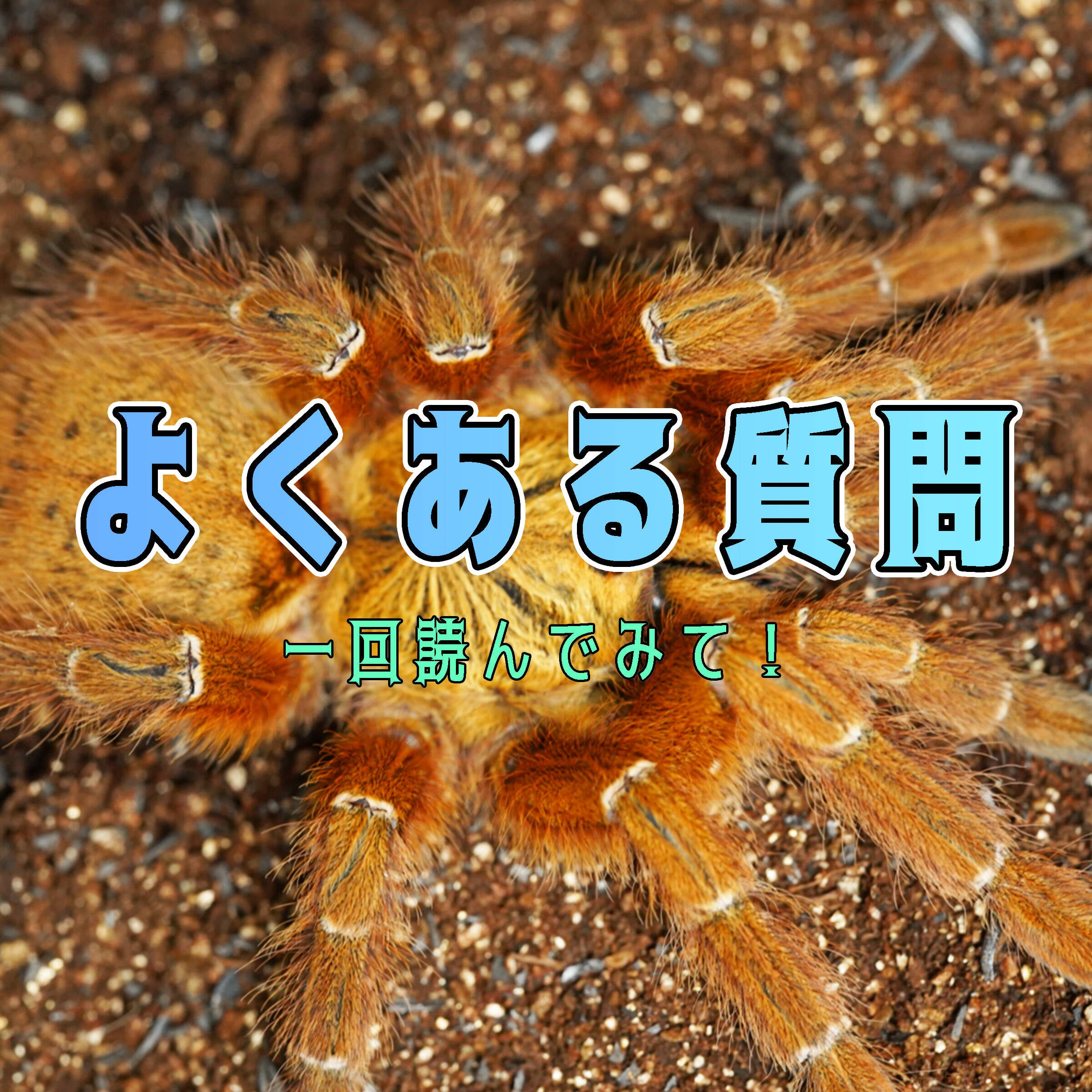 タランチュラ専門店 | タランチュラ 販売 | 奇蟲屋 榊（タランチュラ