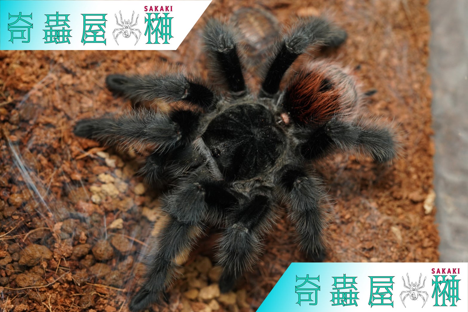 Grammostola grossa しんどく パンパスタウニーレッドタランチュラ LS7cmほど  ムカデセンチピードサソリカマキリゴキブリダンゴムシマンティス