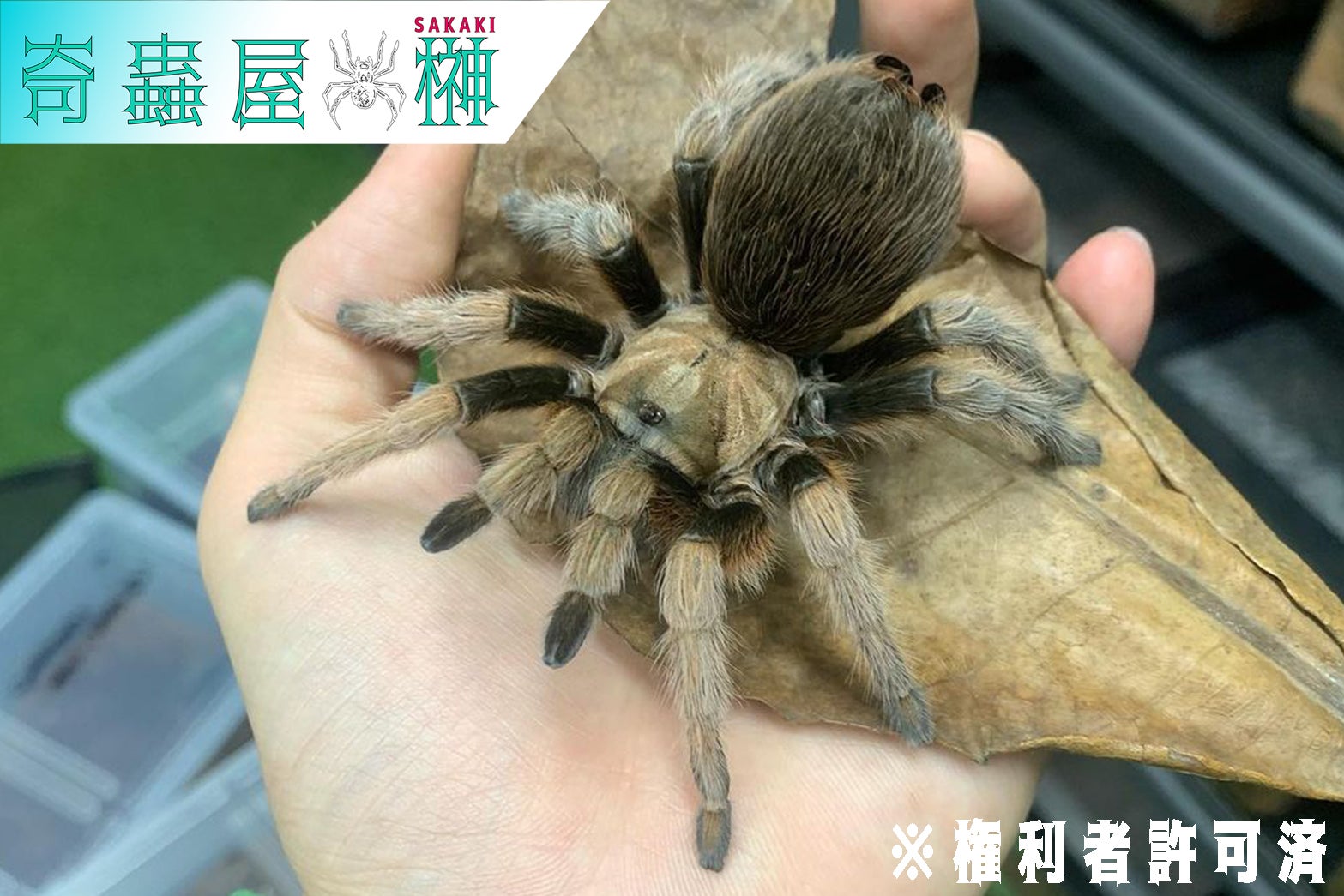 Aphonopelma（アフォノペルマ）属の飼育方法 | 奇蟲屋 榊