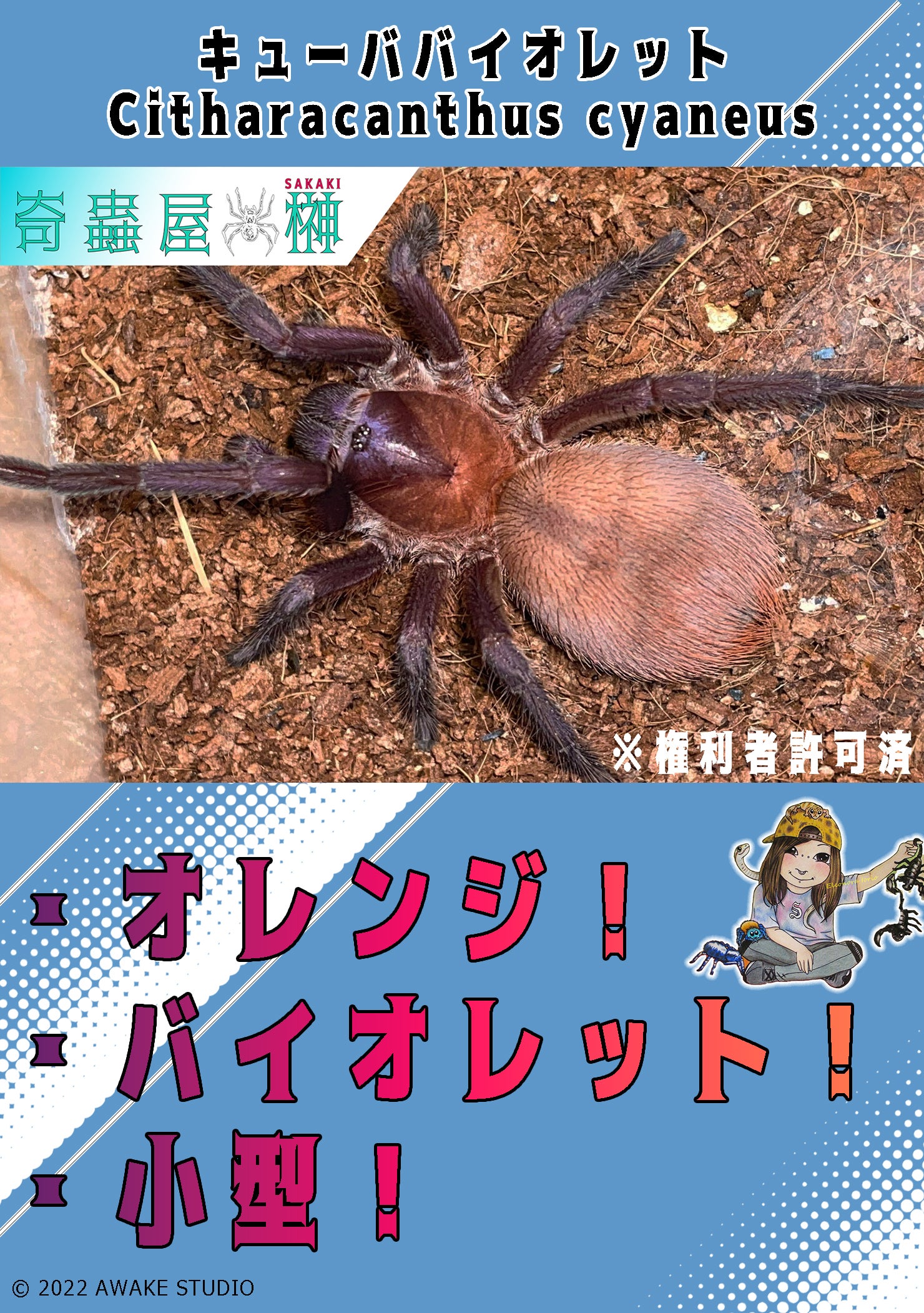 Phormictopus（フォルミクトプス）属の飼育方法 | 奇蟲屋 榊（タランチュラ通販店）