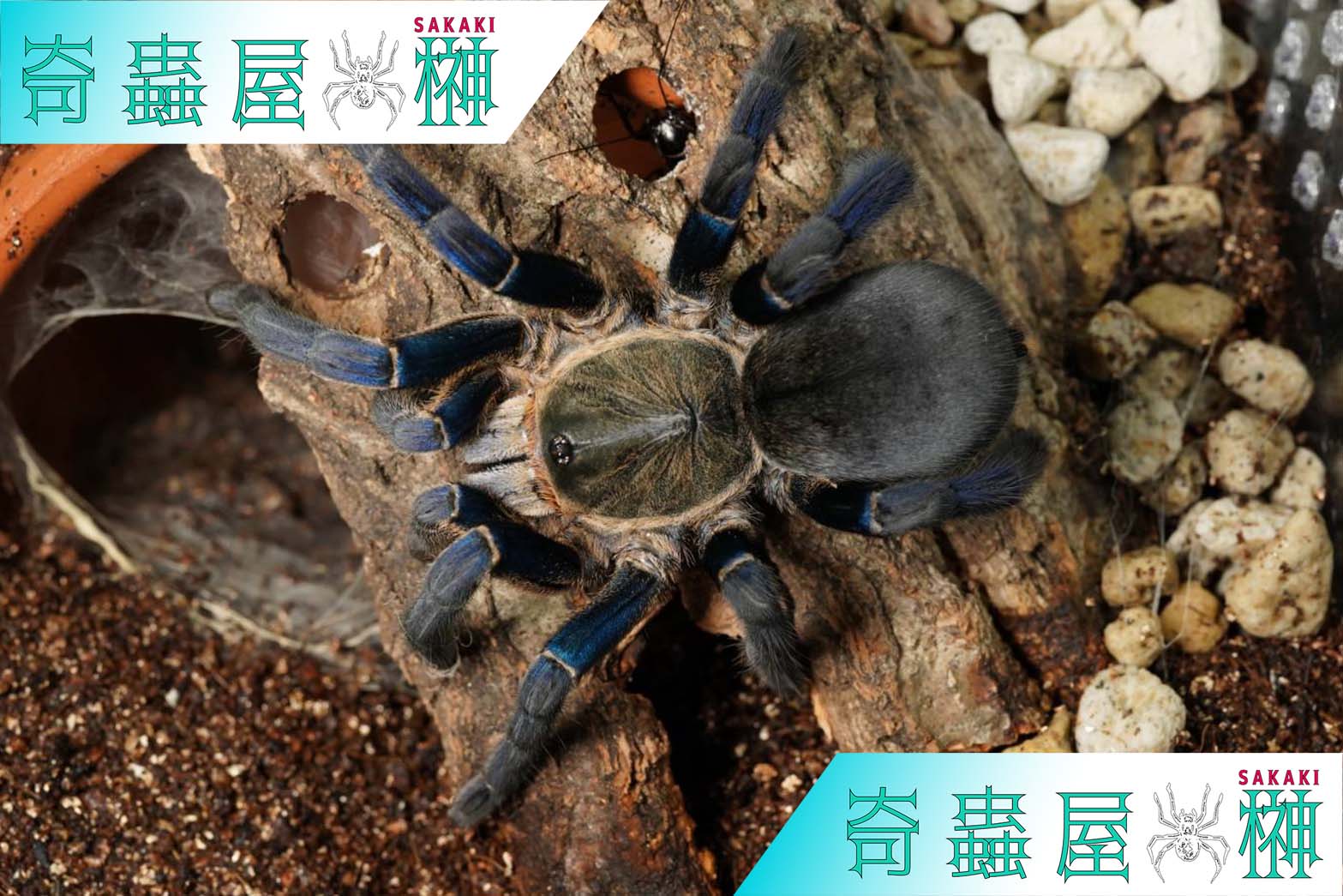 初心者お勧め第一位】グリーンボトルブルー/Chromatopelma cyaneopubescens | 奇蟲屋 榊（タランチュラ通販店）