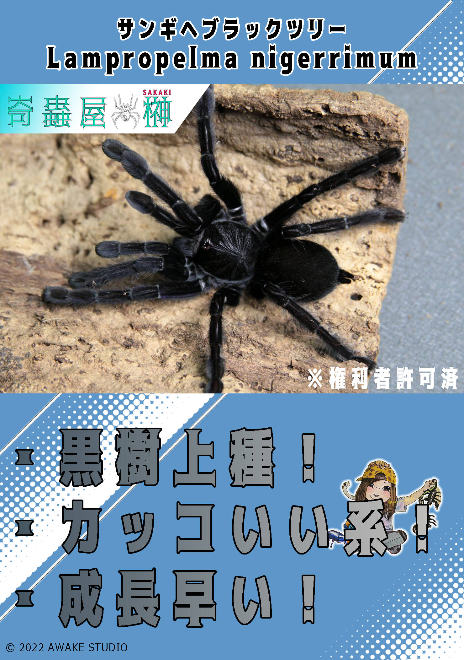 アースタイガーのすすめ | 奇蟲屋 榊（タランチュラ通販店）- Japanese