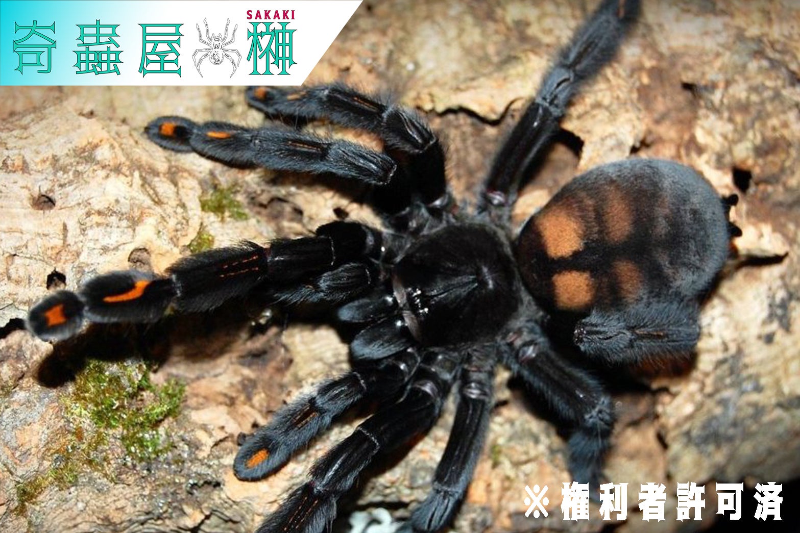 Psalmopoeus（プサルモポエウス）属の飼育方法 | 奇蟲屋 榊（タランチュラ通販店）