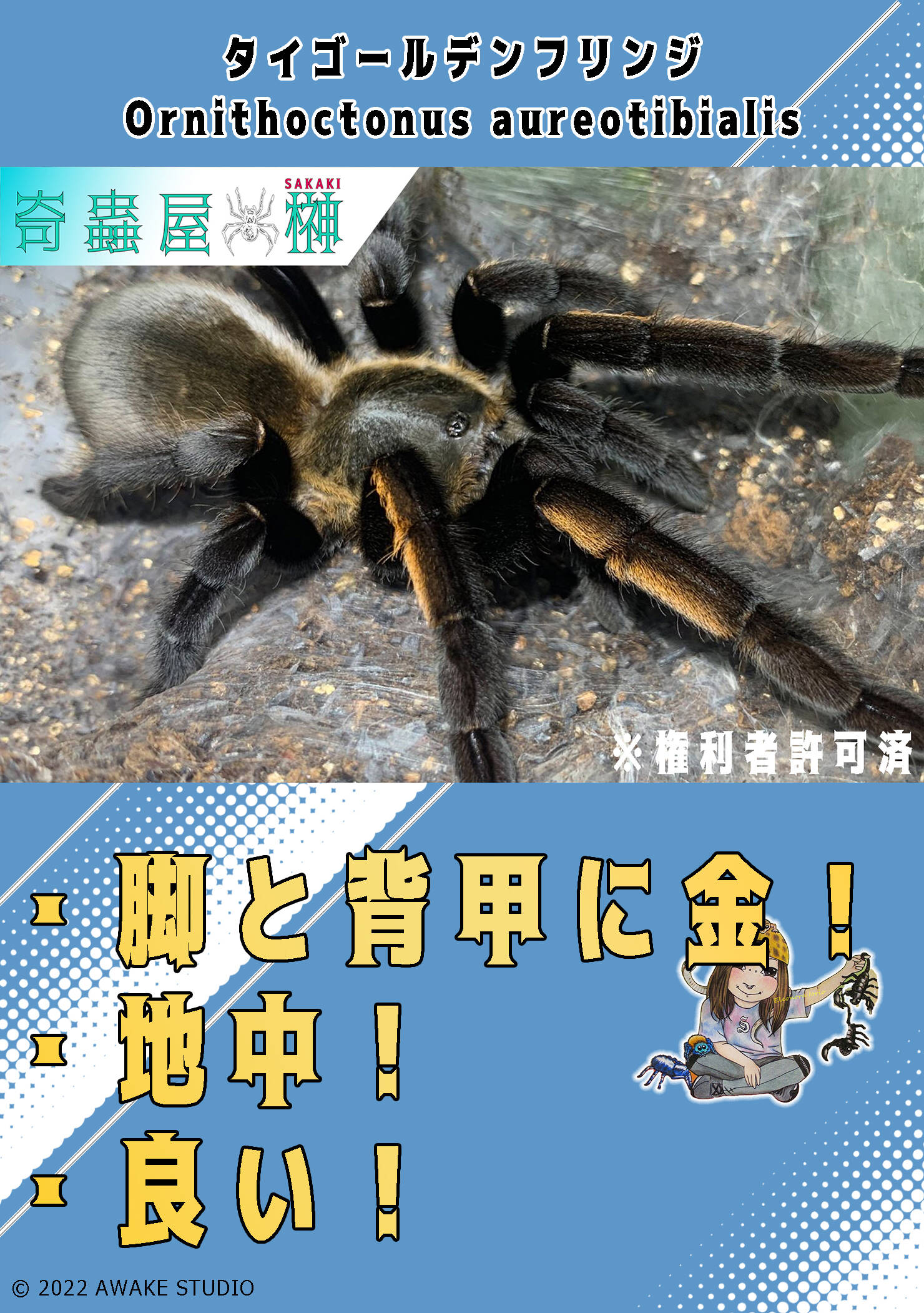 アースタイガーのすすめ | 奇蟲屋 榊（タランチュラ通販店）- Japanese