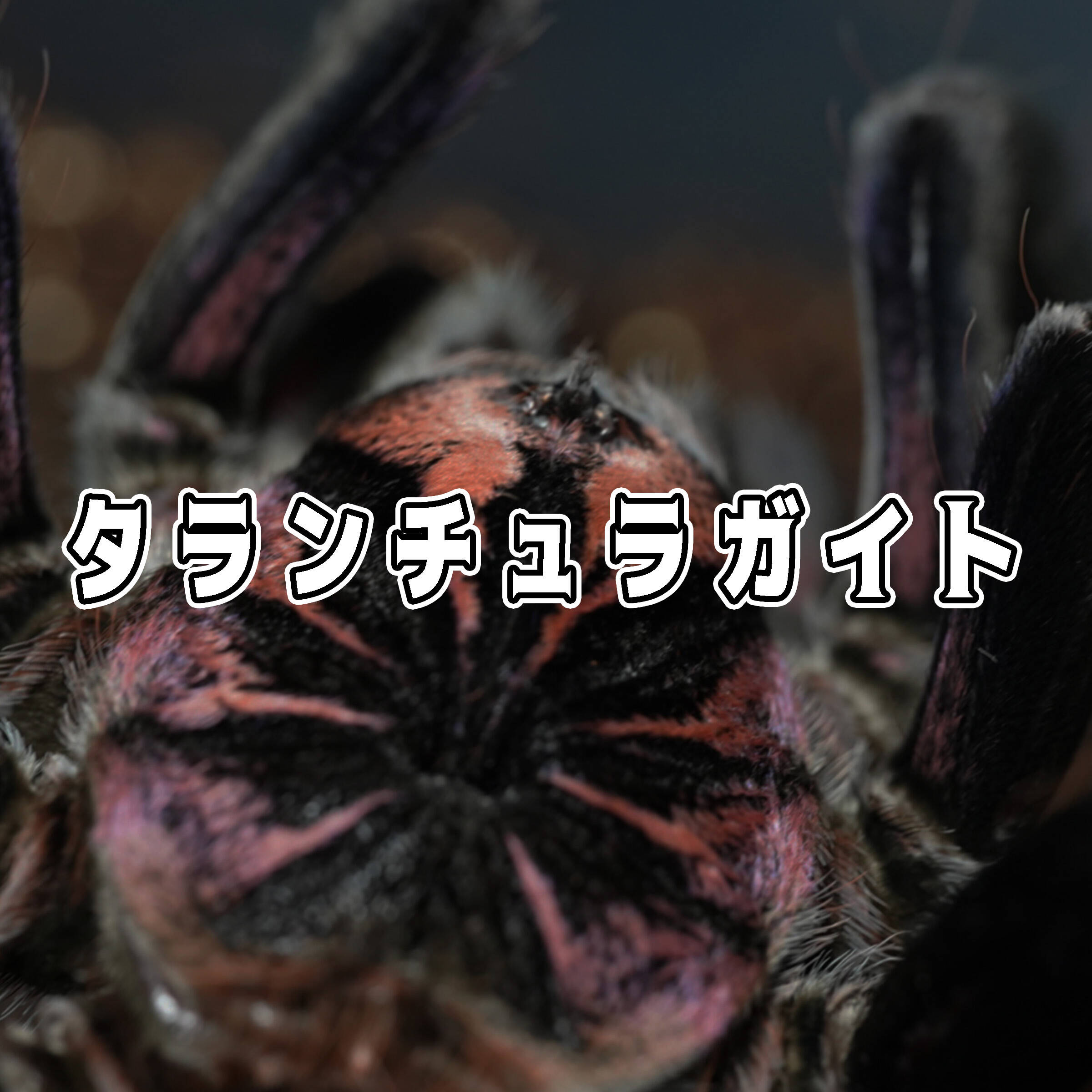 タランチュラ紹介 | 奇蟲屋 榊（タランチュラ通販店）