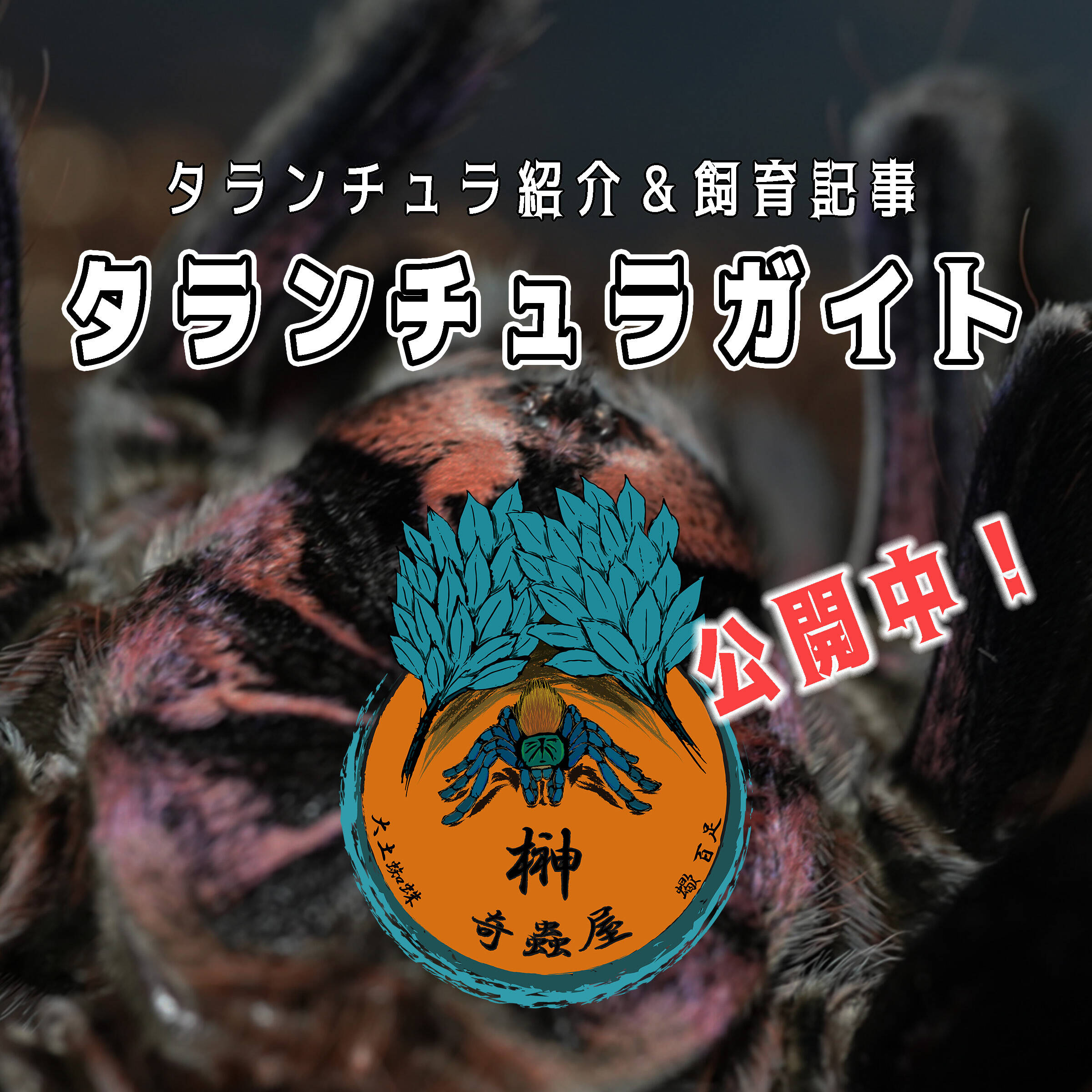 タランチュラ通販店 | Japanese Tarantula Online Store | 奇蟲屋 榊