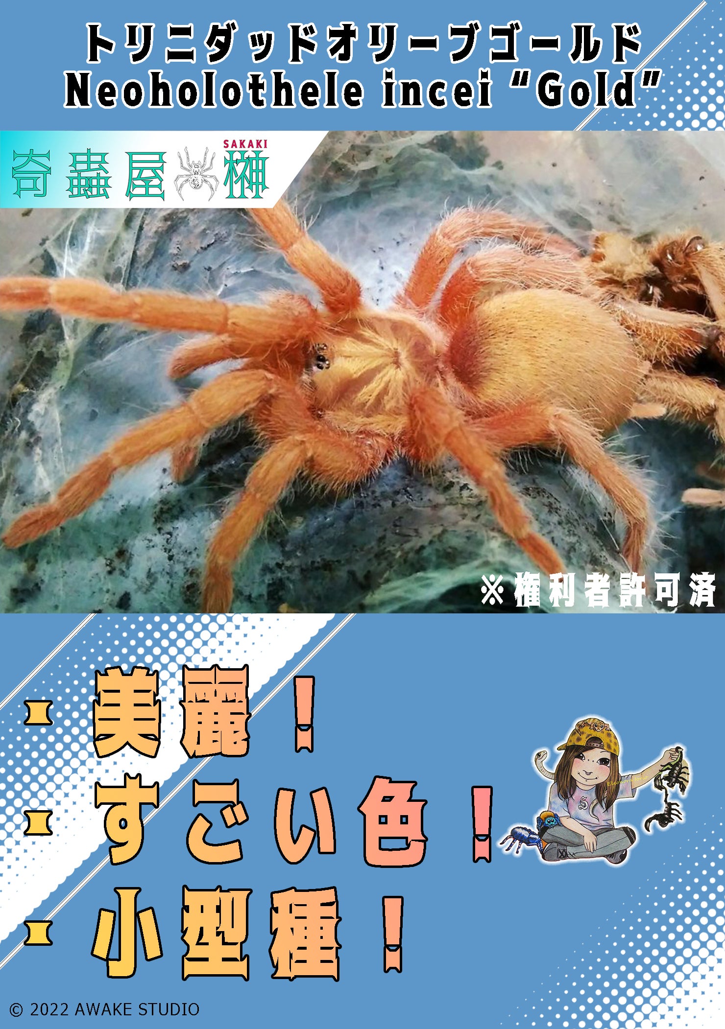 蜘蛛の王者】インディアンオーナメンタル/Poecilotheria regalis | 奇蟲屋 榊（タランチュラ通販店）