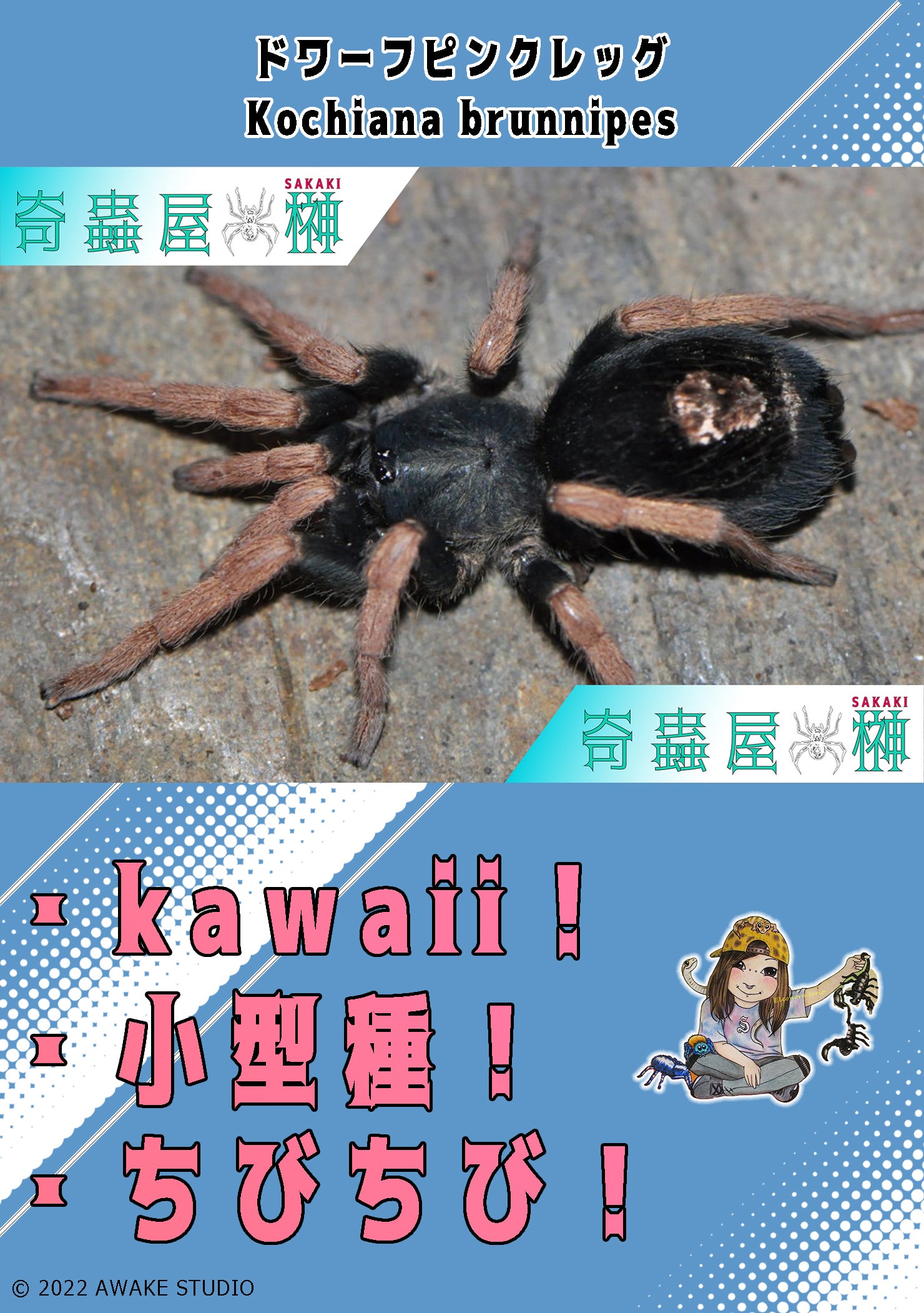 地獄の門番】レッドフェザーレッグバブーン/Stromatopelma calceatum | 奇蟲屋 榊（タランチュラ通販店）