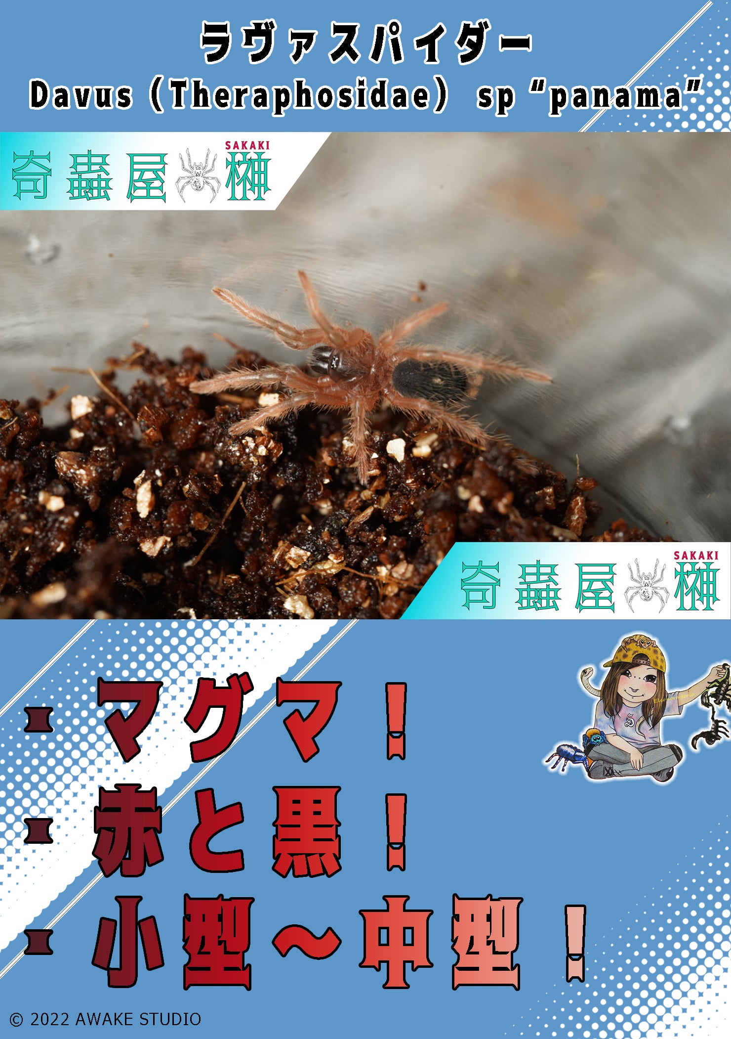 カリブの至宝】アンティルピンクトゥー/Caribena versicolor | 奇蟲屋 榊（タランチュラ通販店）