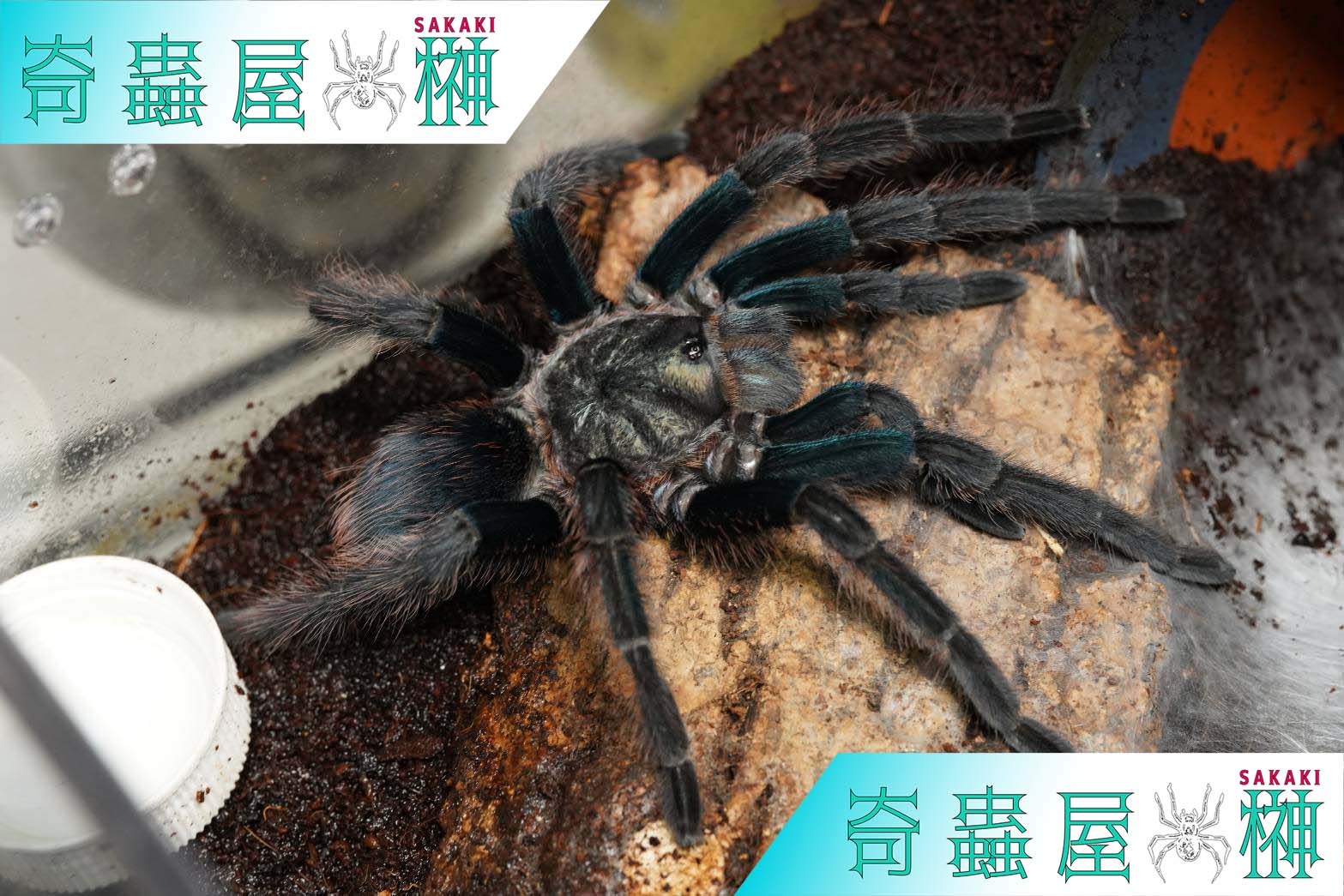 亜成体】タイゼブラレッグ/Cyriopagopus albostriatus 1匹 タランチュラ - 虫類