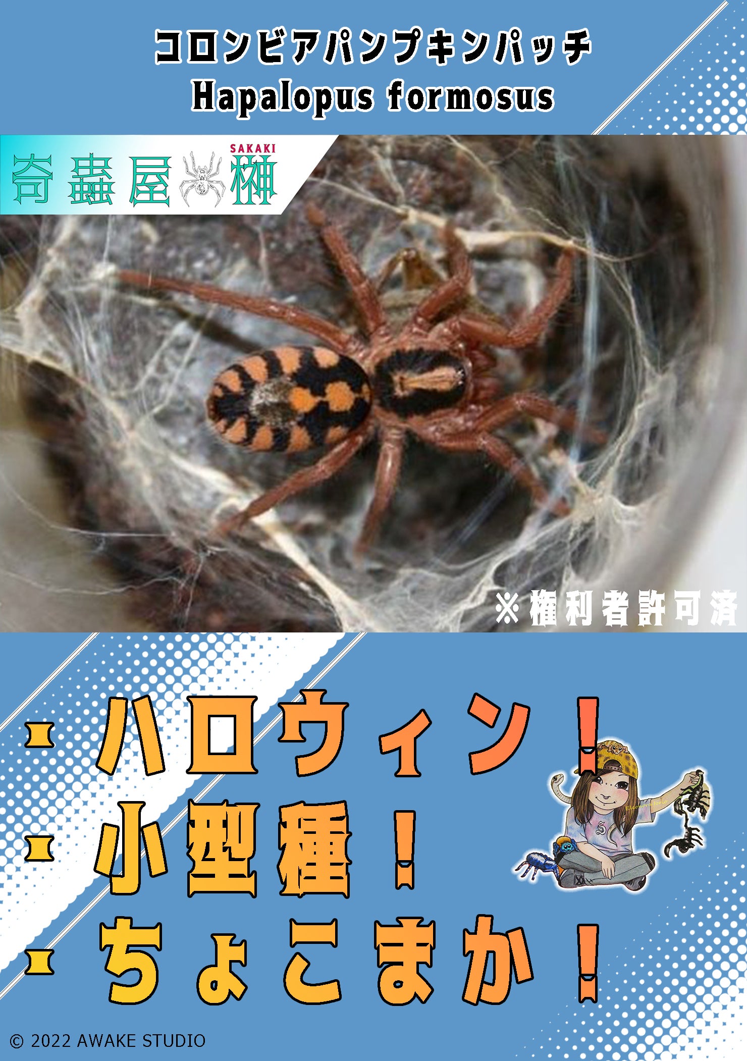 Theraphosa（テラフォサ）属の飼育方法 | 奇蟲屋 榊（タランチュラ通販店）